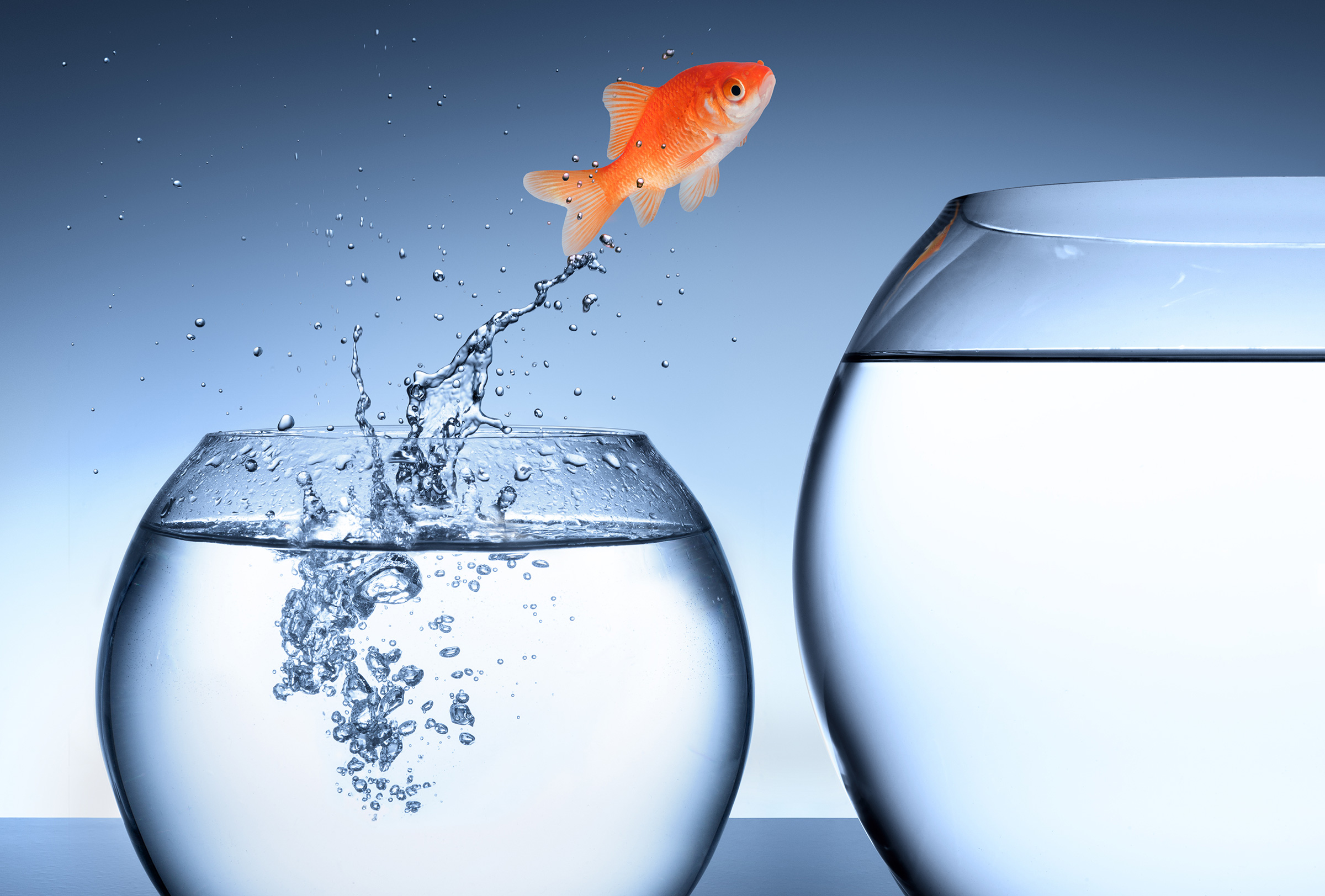 Golfisch spring von einem kleinen Glas in ein großes Glas